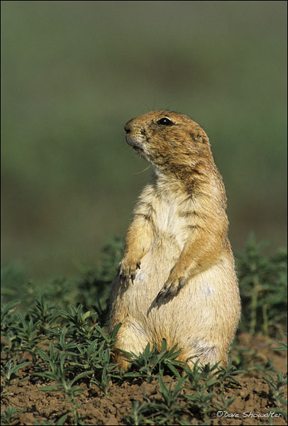 Black Tailed Prairie Dog Keystone Species Black Tailed Prairie Dog Keystone Species